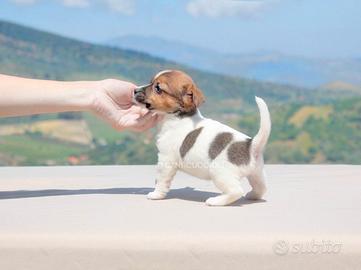 Jack Russell di 2 mesi