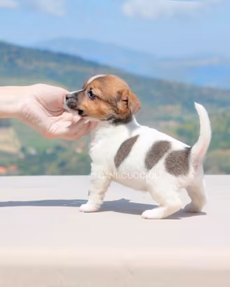 Jack Russell di 2 mesi