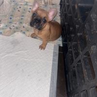 Bulldog francese