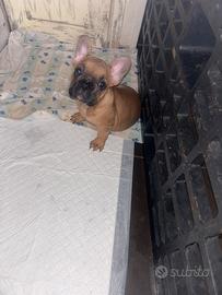Bulldog francese