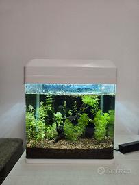 Acquario 16 litri