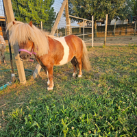 Miniature horse,mini pony