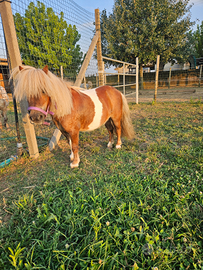 Miniature horse,mini pony