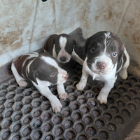 Cucciloli bracco per spinger .da tartufi