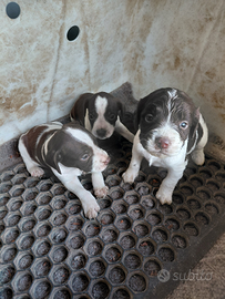 Cucciloli bracco per spinger .da tartufi