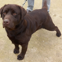 Labrador Choco accoppiamento monta
