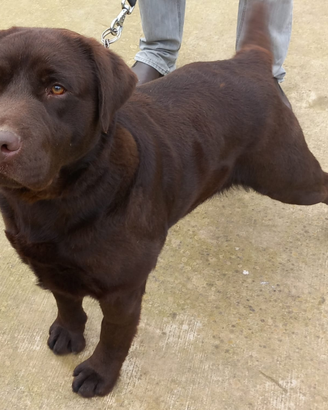 Labrador Choco accoppiamento monta