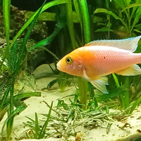 Aulonocara Red dragon trio