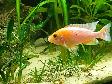 Aulonocara Red dragon trio