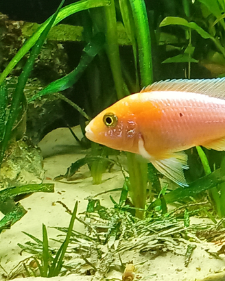 Aulonocara Red dragon trio