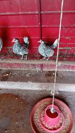 Gallinelle e galletti nani