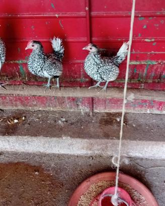 Gallinelle e galletti nani