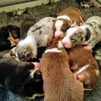 Cuccioli di Pastore Australiano