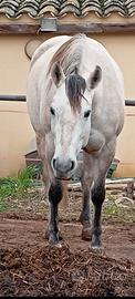 Cavalla Paint non color