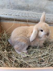 Conigli ariete nano
