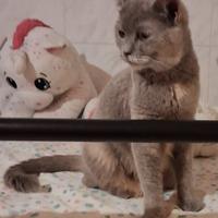 Gatta mix scottish/siamese testata( consegna)