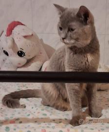 Gatta mix scottish/siamese testata( consegna)