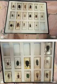 Collezione insetti