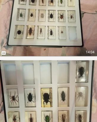 Collezione insetti