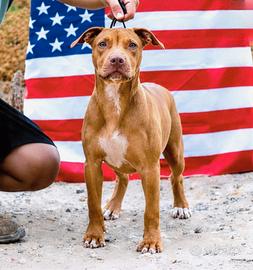 Pitbull UKC F