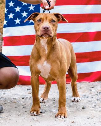 Pitbull UKC F