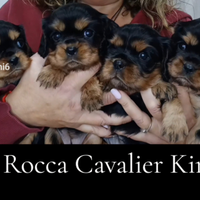 Cavalier king con Pedegree e certificazioni