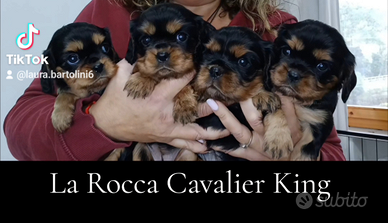 Cavalier king con Pedegree e certificazioni