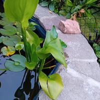 🌿 Pontederia Cordata – Pianta palustre per laghet