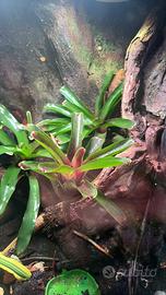 Terrario + ciliatus