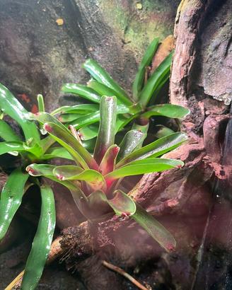Terrario + ciliatus