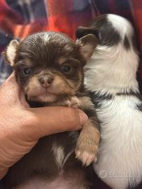 Cucciolata TOP chihuahua micro