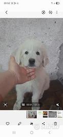 Ultima cucciola di pastore abruzzese