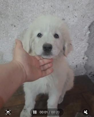 Ultima cucciola di pastore abruzzese