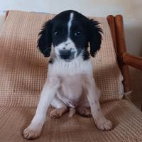 Cucciolo maschietto di breton