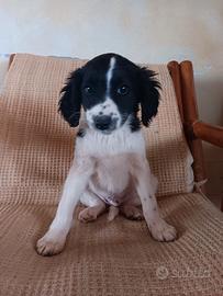 Cucciolo maschietto di breton