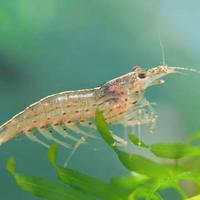 Caridina Multidentata Japonica Mangia Alghe