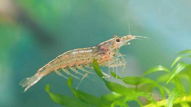 Caridina Multidentata Japonica Mangia Alghe