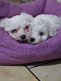 Cucciole di maltese