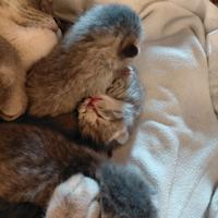 Gatti scottisch fold e straight