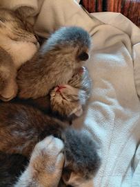 Gatti scottisch fold e straight