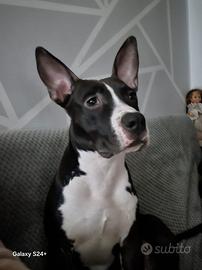 Amstaff