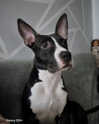 Amstaff