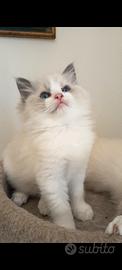 Cucciola Ragdoll
