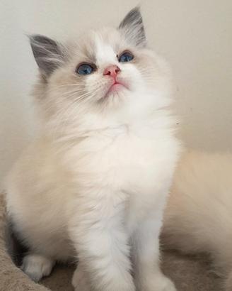 Cucciola Ragdoll