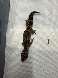 Geco leopardino