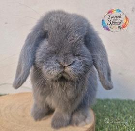 Coniglio minilop