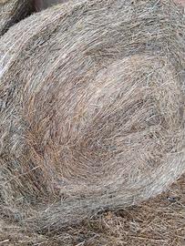 Fieno secondo taglio