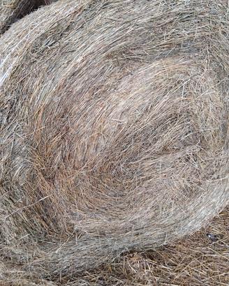 Fieno secondo taglio