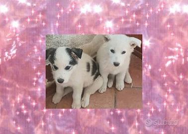 Cuccioli di cane, maschio e femmina