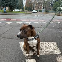 Staffordshire bull terrier maschio